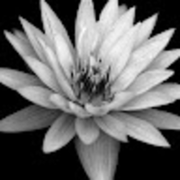 Meet your Posher, Anya - Picture 1 of 1